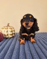 Link, a male Miniature Dachshund for sale in Louisville, KY – 3 of 5