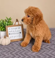 Gnocchi, a male Miniature Goldendoodle for sale in Louisville, KY – 4 of 5