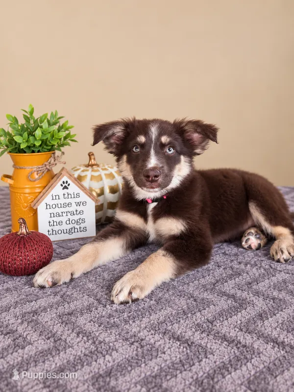Winnie – Australian Shepherd puppy for sale in Louisville, KY