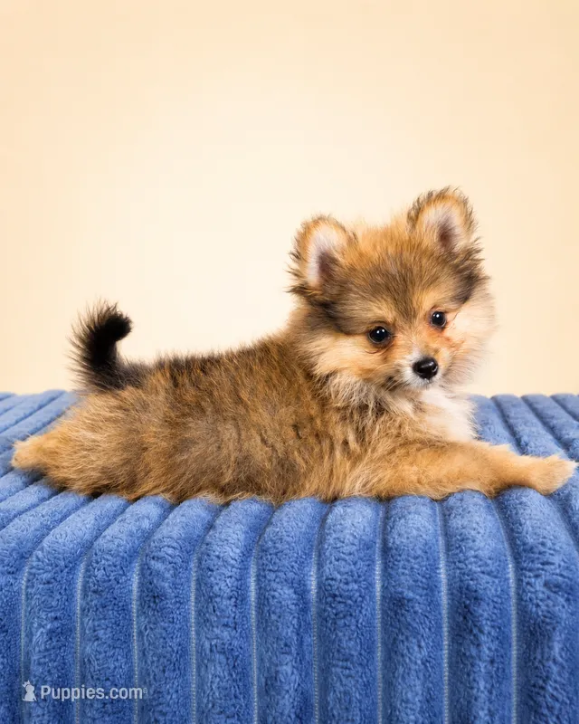 Porter – Pomeranian puppy for sale in Louisville, KY