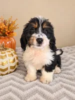Patch, a male Bernedoodle for sale in Louisville, KY – 2 of 4