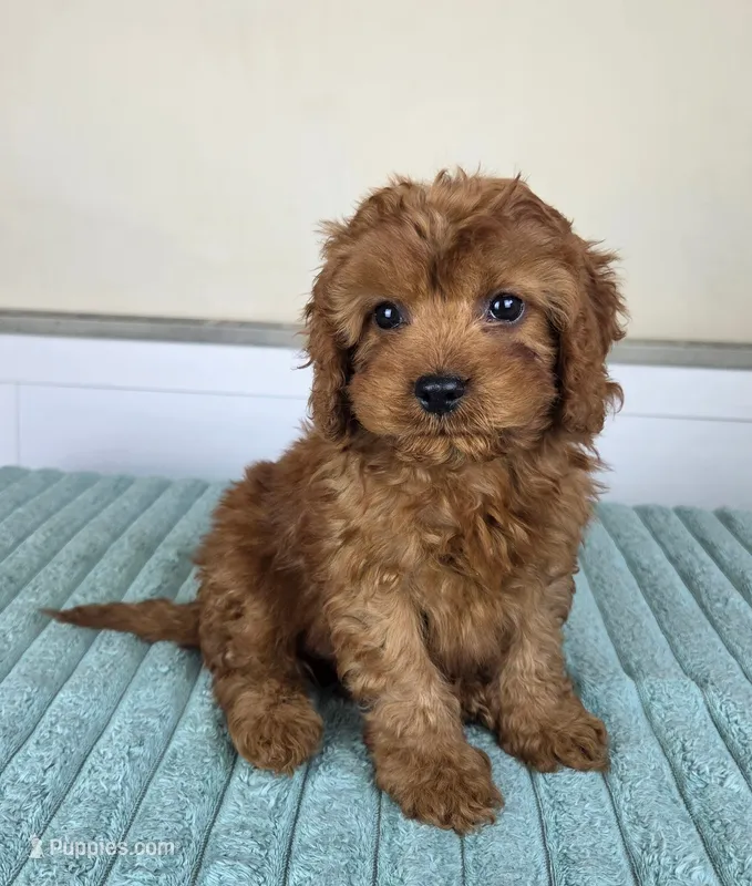 Charlie – Cavapoo puppy for sale in Louisville, KY