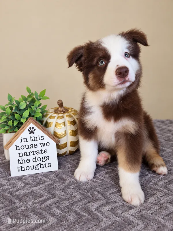Murphy – Australian Shepherd puppy for sale in Louisville, KY