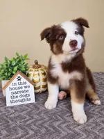 Murphy, a male Australian Shepherd for sale in Louisville, KY – 1 of 3