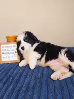 Oreo, a male Bernedoodle for sale in Louisville, KY – 4 of 4