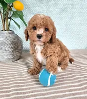 Chestnut, a male Cavapoo for sale in Louisville, KY – 1 of 2