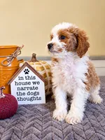 Flynn, a male Cavapoo for sale in Louisville, KY – 1 of 3