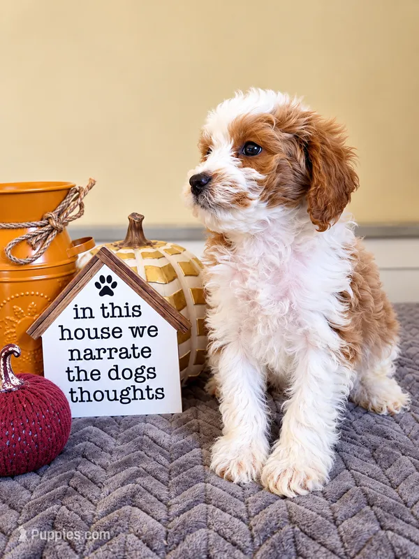 Flynn – Cavapoo puppy for sale in Louisville, KY