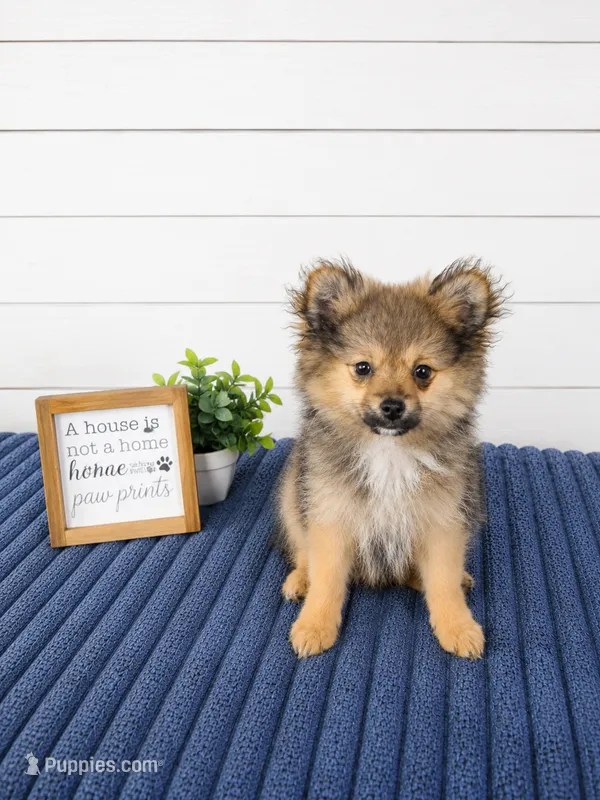 Chester – Pomeranian puppy for sale in Louisville, KY