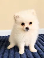 Poppy, a female Pomeranian for sale in Louisville, KY – 3 of 3