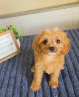 Sir Butters, a male Cavapoo for sale in Louisville, KY – 3 of 4