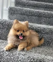 Percy, a male Pomeranian for sale in Louisville, KY – 2 of 2