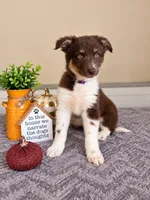 Maisie, a female Australian Shepherd for sale in Louisville, KY – 3 of 3