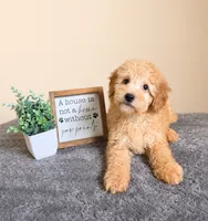 Alfredo- Al, a male Miniature Goldendoodle for sale in Louisville, KY – 2 of 4