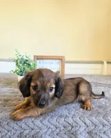 Nutmeg- AKC , a male Miniature Dachshund for sale in Louisville, KY – 3 of 6