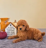 Binx, a male Cavapoo for sale in Louisville, KY – 3 of 3