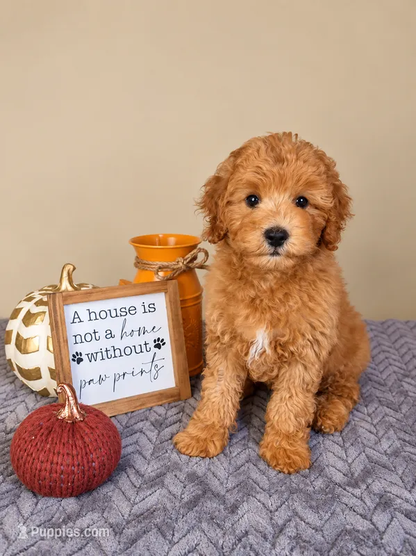 Jack – Cavapoo puppy for sale in Louisville, KY