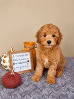 Jack, a male Cavapoo for sale in Louisville, KY – 1 of 3