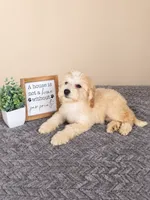Angel, a female Miniature Goldendoodle for sale in Louisville, KY – 4 of 5