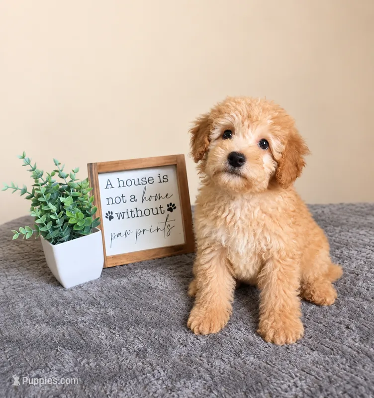 Alfredo- Al – Miniature Goldendoodle puppy for sale in Louisville, KY