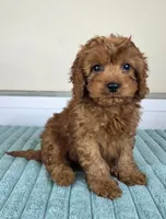 Charlie, a male Cavapoo for sale in Louisville, KY – 2 of 5