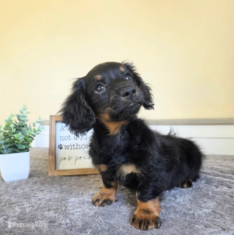 Mocha- AKC – Miniature Dachshund puppy for sale in Louisville, KY