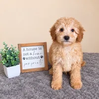 Alfredo- Al, a male Miniature Goldendoodle for sale in Louisville, KY – 3 of 4