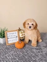 Ziti, a female Miniature Goldendoodle for sale in Louisville, KY – 1 of 4