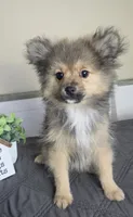 Chester, a male Pomeranian for sale in Louisville, KY – 2 of 3