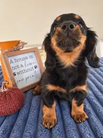 Zelda, a female Miniature Dachshund for sale in Louisville, KY – 5 of 7