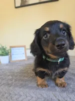 Chai- AKC, a female Miniature Dachshund for sale in Louisville, KY – 3 of 6