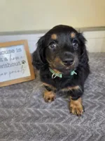 Chai- AKC, a female Miniature Dachshund for sale in Louisville, KY – 6 of 6