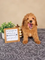 Gnocchi, a male Miniature Goldendoodle for sale in Louisville, KY – 2 of 5