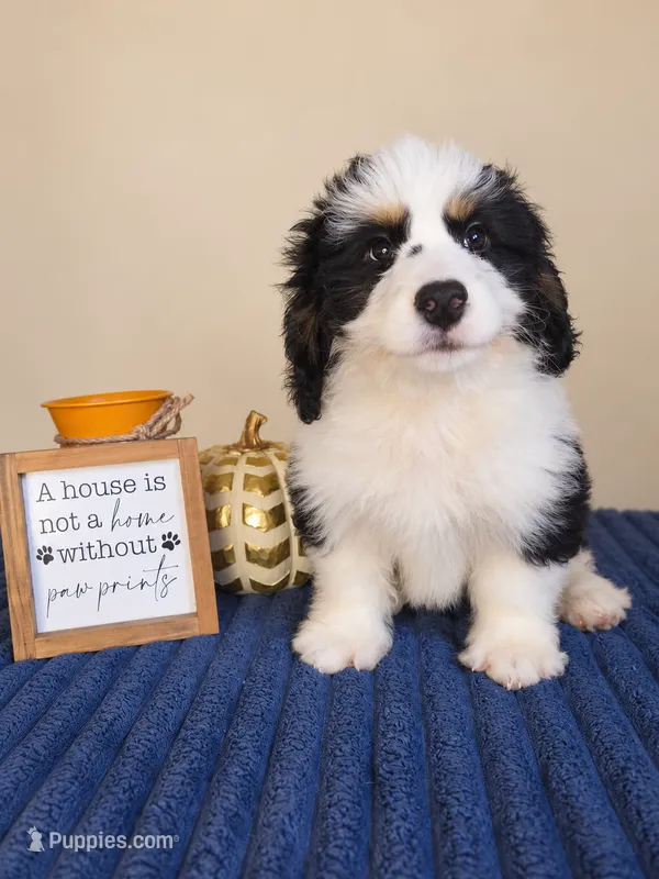 Oreo, a male Bernedoodle for sale in Louisville, KY – 1 of 4