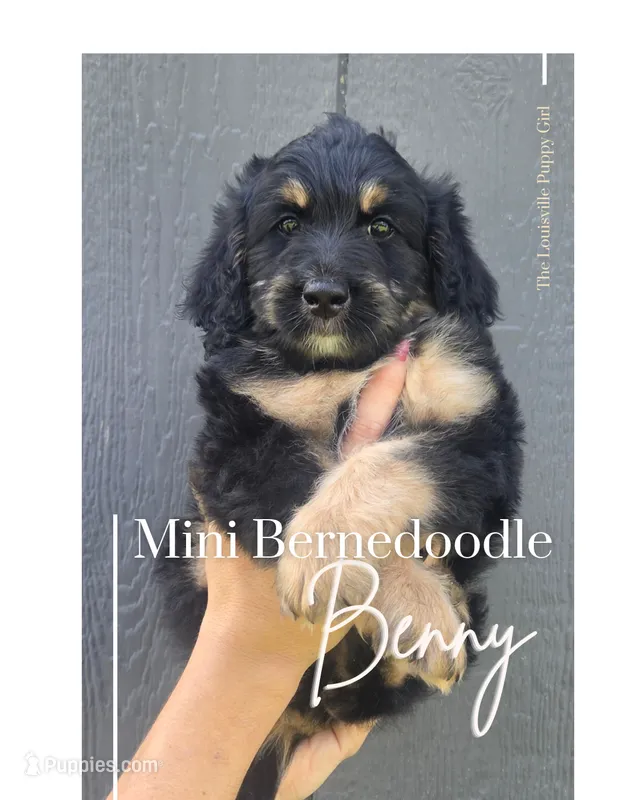 Benny – Miniature Bernedoodle puppy for sale in Louisville, KY