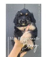 Benny, a male Miniature Bernedoodle for sale in Louisville, KY – 1 of 5
