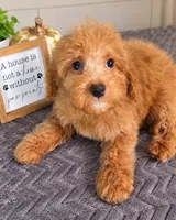 Gnocchi, a male Miniature Goldendoodle for sale in Louisville, KY – 3 of 5