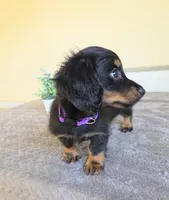 Clover- AKC, a female Miniature Dachshund for sale in Louisville, KY – 2 of 6