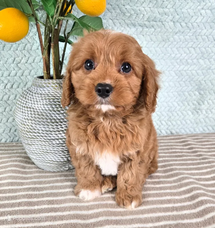 Cosmo – Cavapoo puppy for sale in Louisville, KY