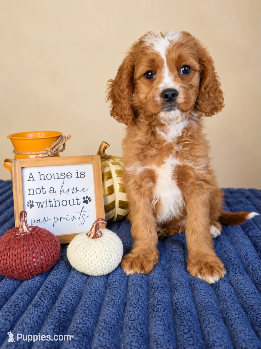 Kramer, a male Cavapoo for sale in Louisville, KY – 1 of 2