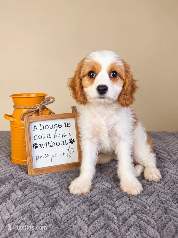 Chloe – Cavapoo puppy for sale in Louisville, KY