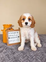 Chloe, a female Cavapoo for sale in Louisville, KY – 1 of 4