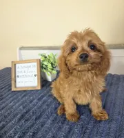 Clark, a male Cavapoo for sale in Louisville, KY – 3 of 3