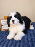 Oreo, a male Bernedoodle for sale in Louisville, KY – 3 of 4