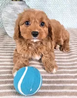 Cosmo, a male Cavapoo for sale in Louisville, KY – 2 of 2