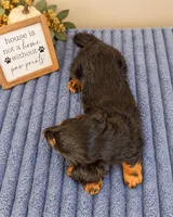 Ganon, a male Miniature Dachshund for sale in Louisville, KY – 3 of 6