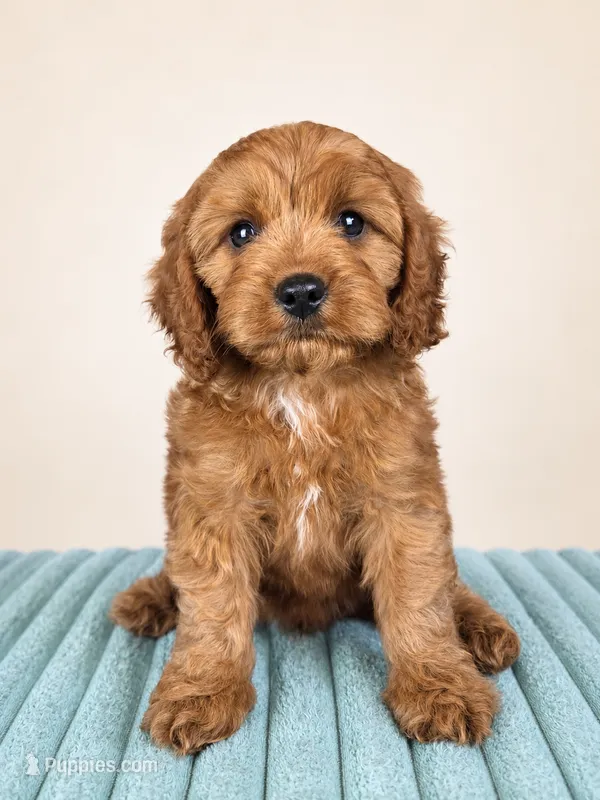 Cal – Cavapoo puppy on hold in Louisville, KY