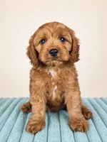 Cal, a male Cavapoo for sale in Louisville, KY – 1 of 2
