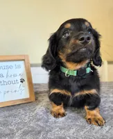 Chai- AKC, a male Miniature Dachshund for sale in Louisville, KY – 3 of 5
