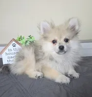 Caspian, a male Pomeranian for sale in Louisville, KY – 2 of 4